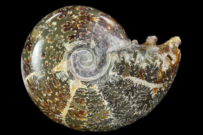 Polished, Agatized Ammonite (Cleoniceras) - Madagascar #97311